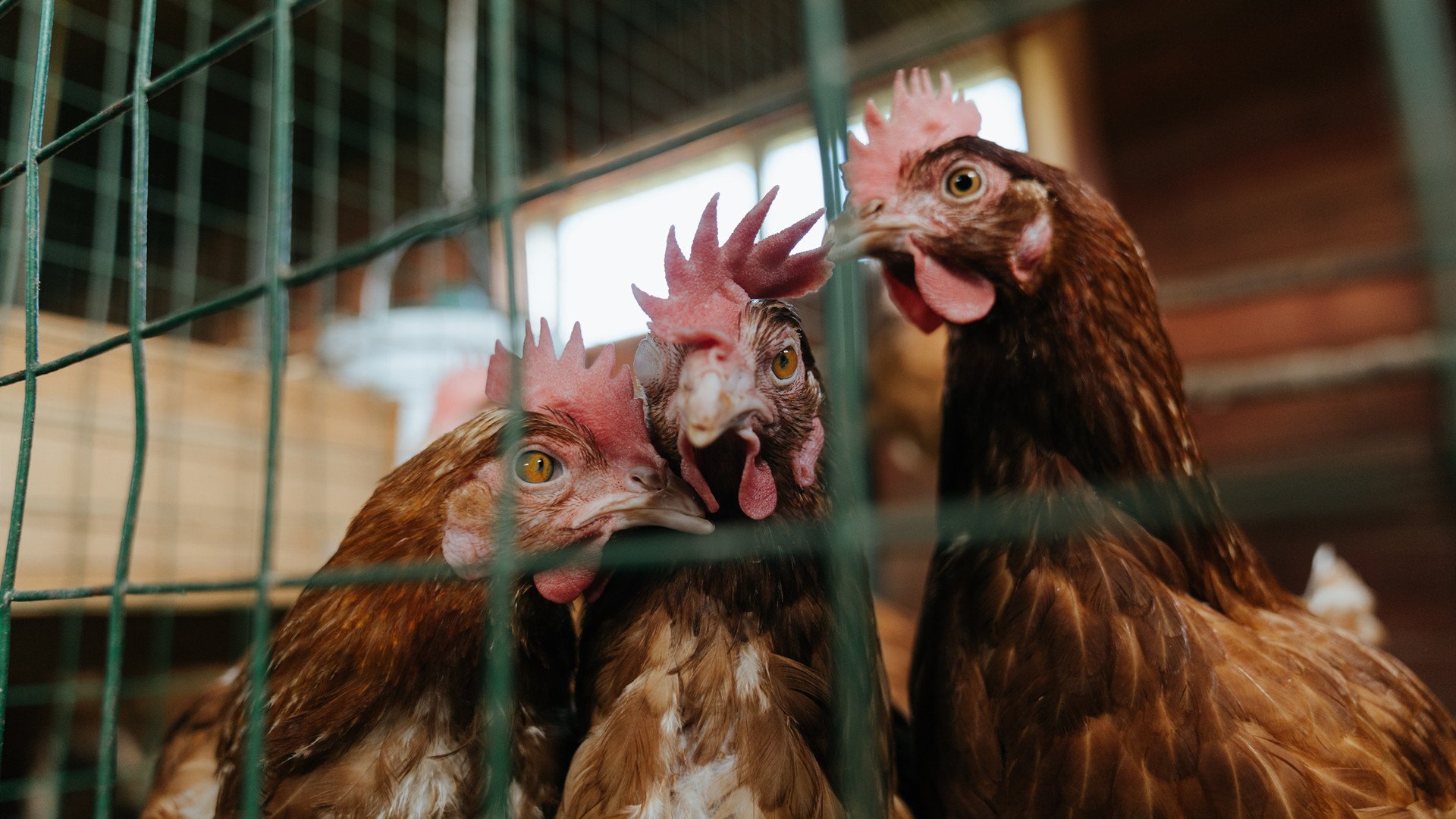 青少年击剑新秀频出全国比赛竞争激烈，青少年击剑锦标赛